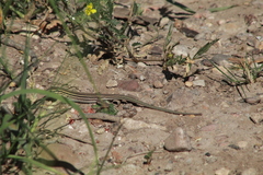 Aspidoscelis exsanguis