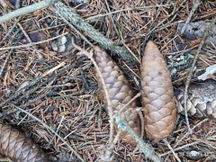 Picea × fennica