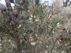 Hakea decurrens