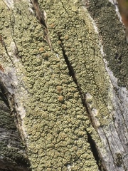 Lecanora varia
