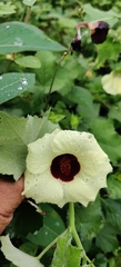 Hibiscus hispidissimus