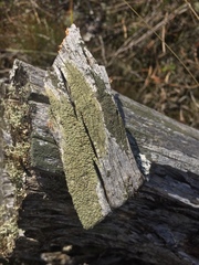 Lecanora varia