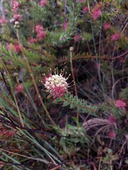 Leucospermum wittebergense