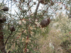 Hakea decurrens