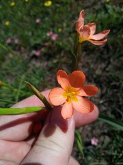 Moraea miniata