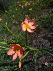Moraea miniata