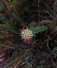 Leucospermum wittebergense