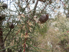 Hakea decurrens