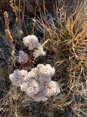 Goniolimon speciosum