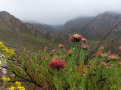 Leucospermum wittebergense