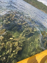 Potamogeton wrightii