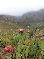 Leucospermum wittebergense