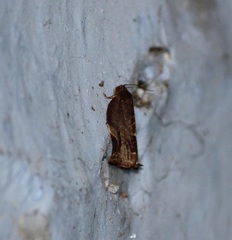 Lepidoptera