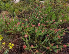 Leucospermum wittebergense