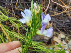 Psoralea