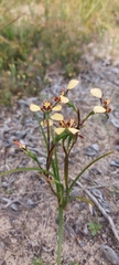 Diuris calcicola