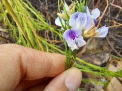 Psoralea