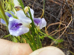 Psoralea
