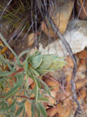 Leucadendron rubrum