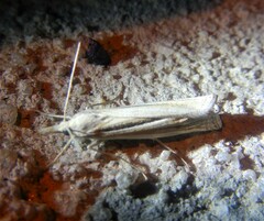 Ancylolomia