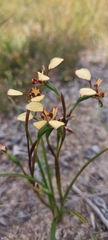 Diuris calcicola