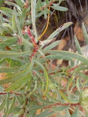Leucadendron rubrum