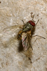 Muscidae