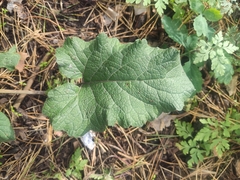 Arctium tomentosum