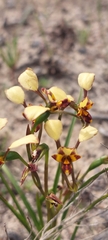 Diuris calcicola