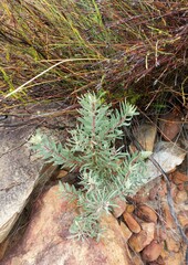 Leucadendron rubrum