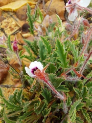 Pelargonium tricolor