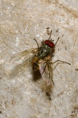 Muscidae