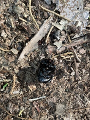 Geotrupes balyi