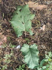 Arctium tomentosum