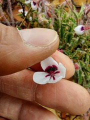 Pelargonium tricolor