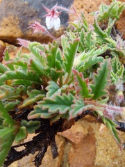 Pelargonium tricolor