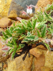 Pelargonium tricolor