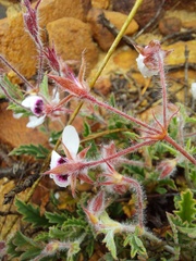 Pelargonium tricolor