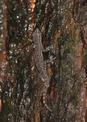 Hemidactylus