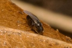 Phoridae