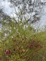 Dodonaea stenozyga