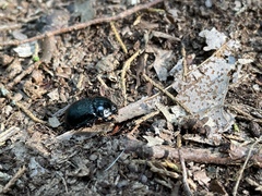 Geotrupes balyi