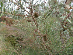 Allocasuarina