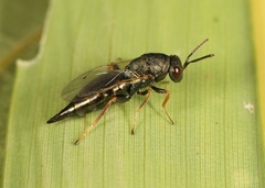 Pteromalus elevatus