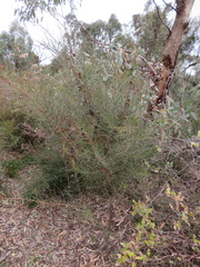 Allocasuarina