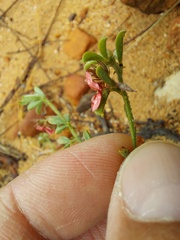 Indigofera sp7