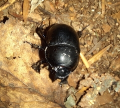 Anoplotrupes
