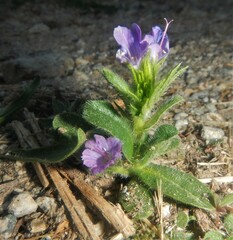 Echium vulgare