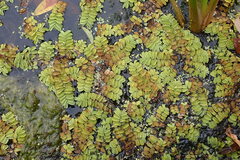 Salvinia natans
