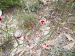 Daviesia brevifolia